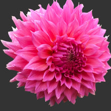 Load image into Gallery viewer, Wyn's Pink Pearl Dahlia Tuber - WNPP