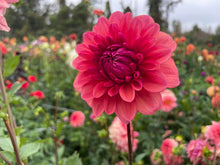 Load image into Gallery viewer, Bowser Tash Dahlia Tuber - BWTS