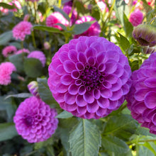 Load image into Gallery viewer, Robann Royal Dahlia Tuber