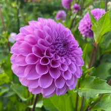 Load image into Gallery viewer, Robann Regal Dahlia Tuber - ROBR