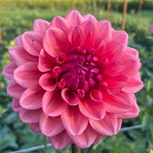 Load image into Gallery viewer, Bowser Tash Dahlia Tuber - BWTS