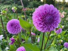 Load image into Gallery viewer, Robann Regal Dahlia Tuber - ROBR