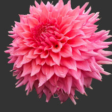 Load image into Gallery viewer, Wyn's Pink Pearl Dahlia Tuber - WNPP