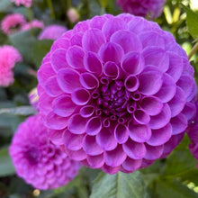 Load image into Gallery viewer, Robann Royal Dahlia Tuber