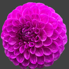 Load image into Gallery viewer, Robann Royal Dahlia Tuber