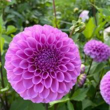 Load image into Gallery viewer, Robann Regal Dahlia Tuber - ROBR