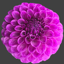 Load image into Gallery viewer, Robann Royal Dahlia Tuber