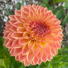 Load image into Gallery viewer, Woodland Wondrous Dahlia Tuber