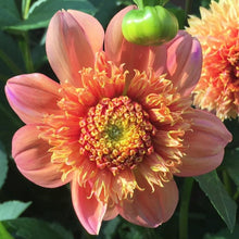 Load image into Gallery viewer, Sandia Brocade Dahlia Tuber - SNDB