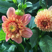 Load image into Gallery viewer, Sandia Brocade Dahlia Tuber - SNDB