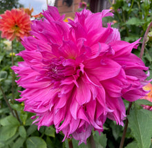 Load image into Gallery viewer, Elsie Huston Dahlia Tuber - ELHS