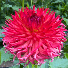 Load image into Gallery viewer, CB Fire Dahlia Tuber - CBFR