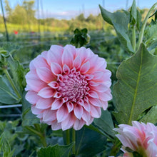 Load image into Gallery viewer, Peaches N' Cream Dahlia Tuber - PNC