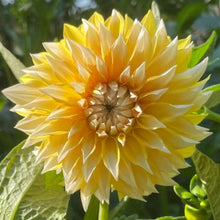 Load image into Gallery viewer, Cable Bay Lemon Spot Dahlia Tuber - CBLMS