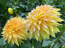 Load image into Gallery viewer, Cable Bay Lemon Spot Dahlia Tuber - CBLMS