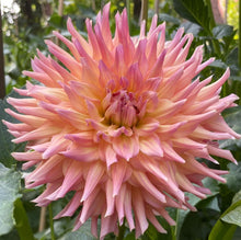 Load image into Gallery viewer, Hilltop Lost Treasure Dahlia Tuber - HTLT