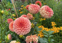 Load image into Gallery viewer, Rose Toscano Dahlia Tuber - ROST