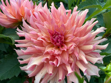 Load image into Gallery viewer, Hilltop Lost Treasure Dahlia Tuber - HTLT