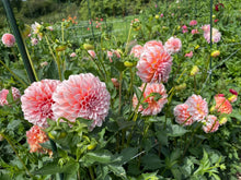 Load image into Gallery viewer, Peaches N' Cream Dahlia Tuber - PNC
