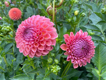 Load image into Gallery viewer, Jowey Winnie Dahlia Tuber - JWYW