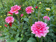 Load image into Gallery viewer, Southern Belle Dahlia Tuber - SBEL