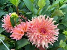 Load image into Gallery viewer, Hilltop Lost Treasure Dahlia Tuber - HTLT