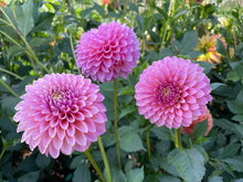 Load image into Gallery viewer, Skipley Spot of Gold Dahlia Tuber - SSGLD