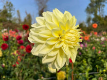 Load image into Gallery viewer, Bowser Butter Dahlia Tuber - BWBT