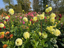 Load image into Gallery viewer, Bowser Butter Dahlia Tuber - BWBT