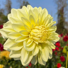 Load image into Gallery viewer, Bowser Butter Dahlia Tuber - BWBT