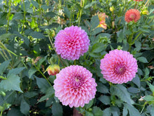 Load image into Gallery viewer, Skipley Spot of Gold Dahlia Tuber - SSGLD