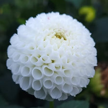 Load image into Gallery viewer, Tiny Treasure Dahlia Tuber - TT