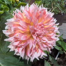 Load image into Gallery viewer, Bloomquist Amazing Dahlia Tuber - BQAMZ