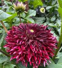 Load image into Gallery viewer, Van Isle Mayne Dahlia Tuber - VIMYN