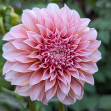 Load image into Gallery viewer, Peaches N' Cream Dahlia Tuber - PNC