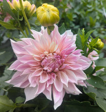 Load image into Gallery viewer, Cafe Au Lait Twist Dahlia Tuber - CALTW