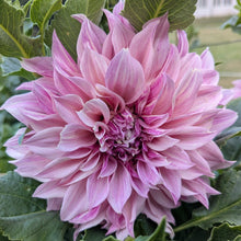 Load image into Gallery viewer, Cafe Au Lait Twist Dahlia Tuber - CALTW