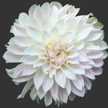 Load image into Gallery viewer, KA Mocha Maya Dahlia Tuber - KAMM