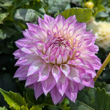 Load image into Gallery viewer, Clearview Debby Dahlia Tuber - CLVD
