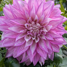 Load image into Gallery viewer, Clearview Debby Dahlia Tuber - CLVD