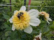 Load image into Gallery viewer, Platinum Blonde Dahlia Tuber - PLBL