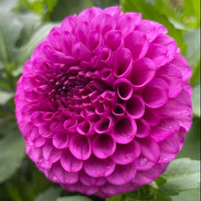 Load image into Gallery viewer, SB's Becky Dahlia Tuber - SBBC (5 Pack)
