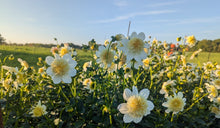 Load image into Gallery viewer, Platinum Blonde Dahlia Tuber - PLBL (5 Pack)