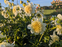 Load image into Gallery viewer, Platinum Blonde Dahlia Tuber - PLBL (5 Pack)