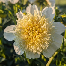 Load image into Gallery viewer, Platinum Blonde Dahlia Tuber - PLBL (5 Pack)