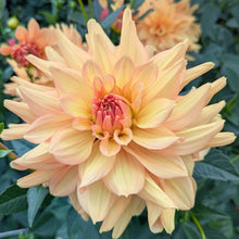 Load image into Gallery viewer, Honeymoon Dahlia Tuber - HNMN
