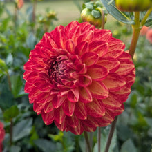 Load image into Gallery viewer, Tahoma Vivian Dahlia Tuber - THVV (5 Pack)