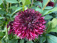 Load image into Gallery viewer, Van Isle Mayne Dahlia Tuber - VIMYN
