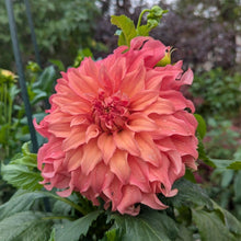 Load image into Gallery viewer, Wyn's Moonlight Sonata Dahlia Tuber - WNMS (LIMIT 1)