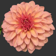 Load image into Gallery viewer, Dawson Tutti Fruitti Dahlia Tuber - DTFRT